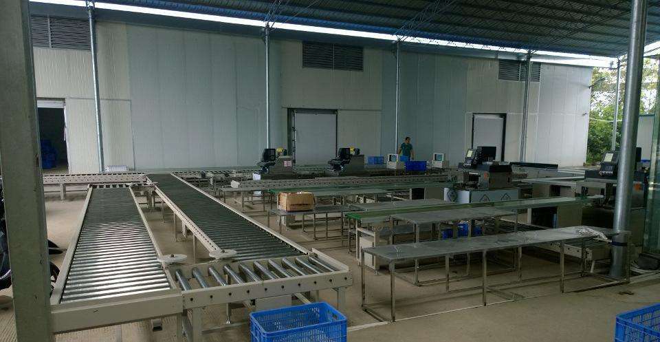 食品設備-蔬菜自動化分揀輸送線